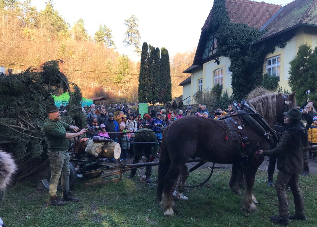 Překvapení pro Vás ke 100 leté tradici Vánočního stromu republiky